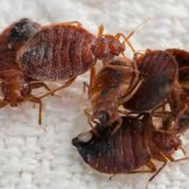 5 Things You Didn’t Know About Bedbugs