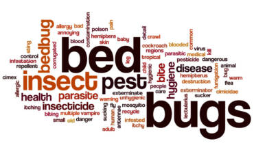 Compare BedBug Treatments