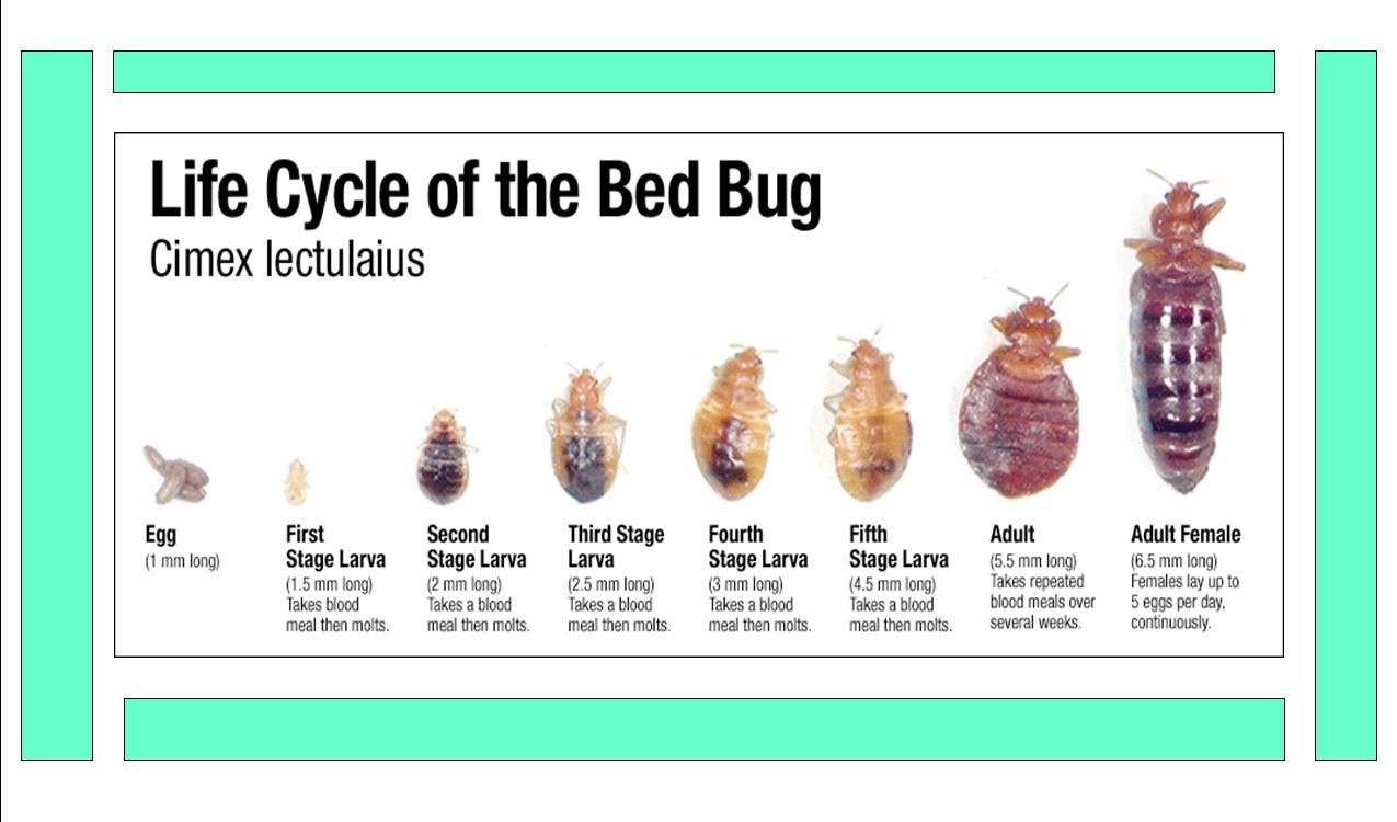 bed bug photos - BC Bed Bug Expert